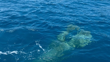 Madre Manatì con su crìa, fueron avistados entre Playa Blanca e Inca Inca